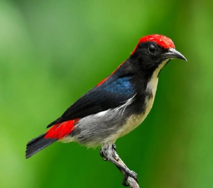 Chim Ốc Mít 1