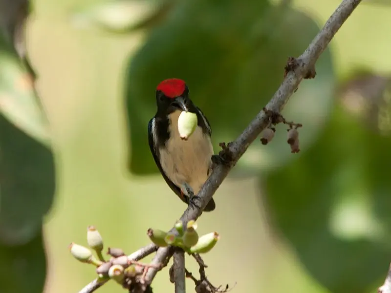 Chim Ốc Mít 7