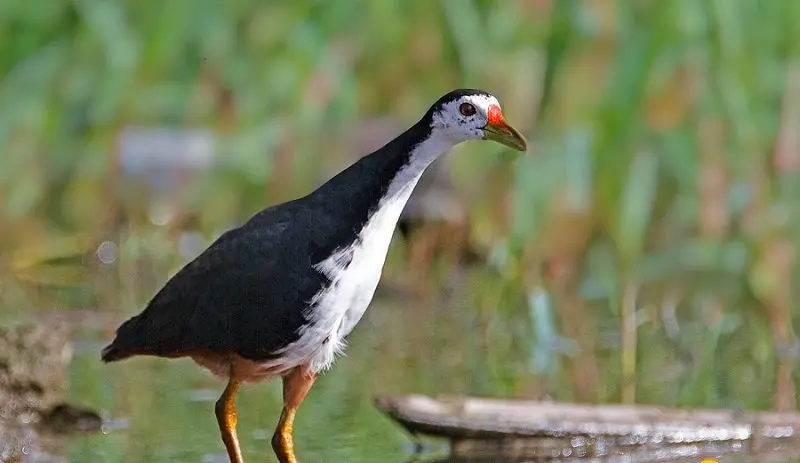 Chim cuốc 13