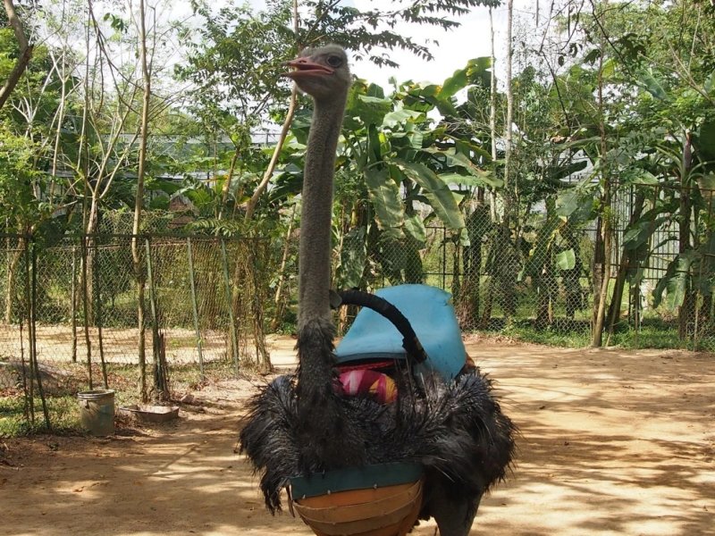 Chim đà điểu 1