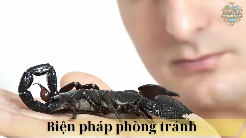 Bọ cạp đen 07