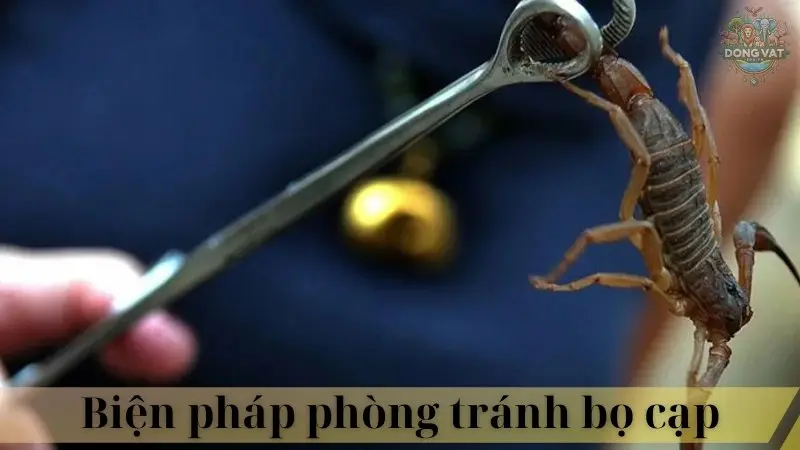 Bọ cạp 06