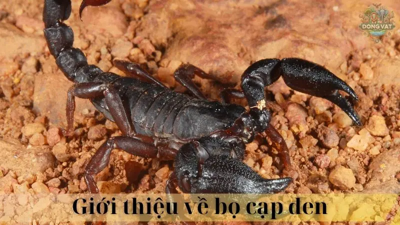 Bọ cạp đen 02