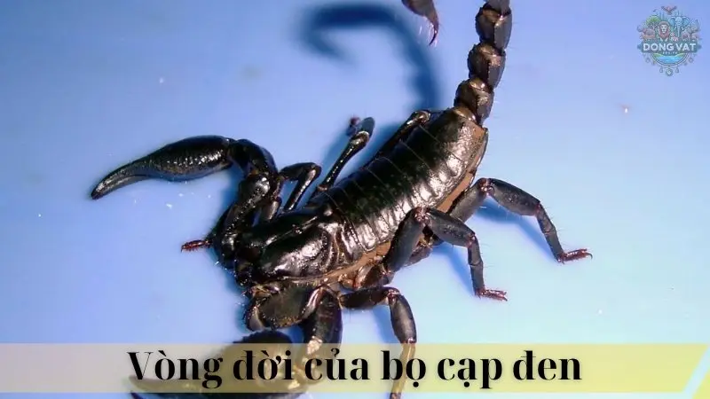 Bọ cạp đen 03