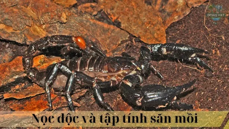 Bọ cạp đen 04