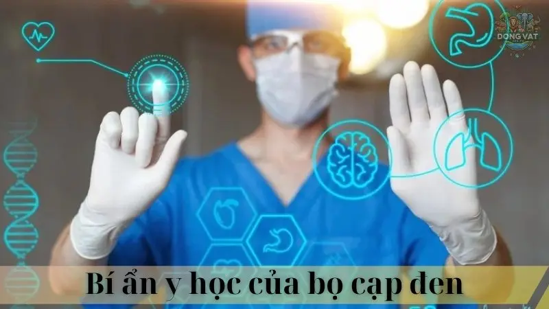 Bọ cạp đen 05