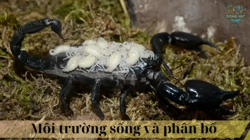 Bọ cạp đen 06