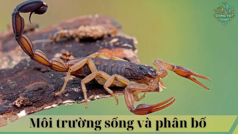 Bọ cạp đỏ 06