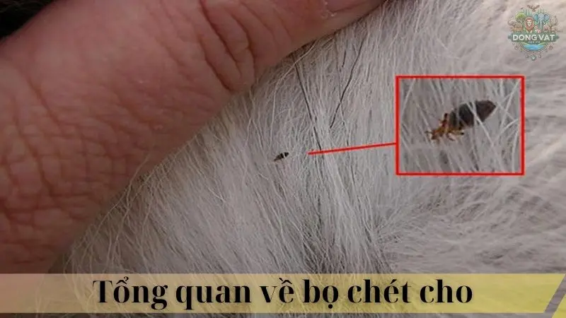 Bọ chét chó 02