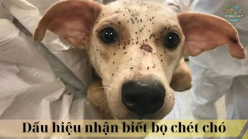 Bọ chét chó 03