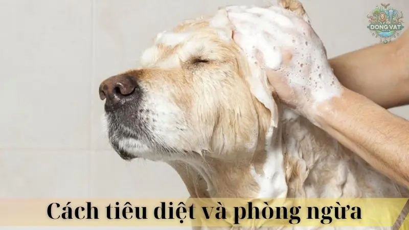 Bọ chét chó 04