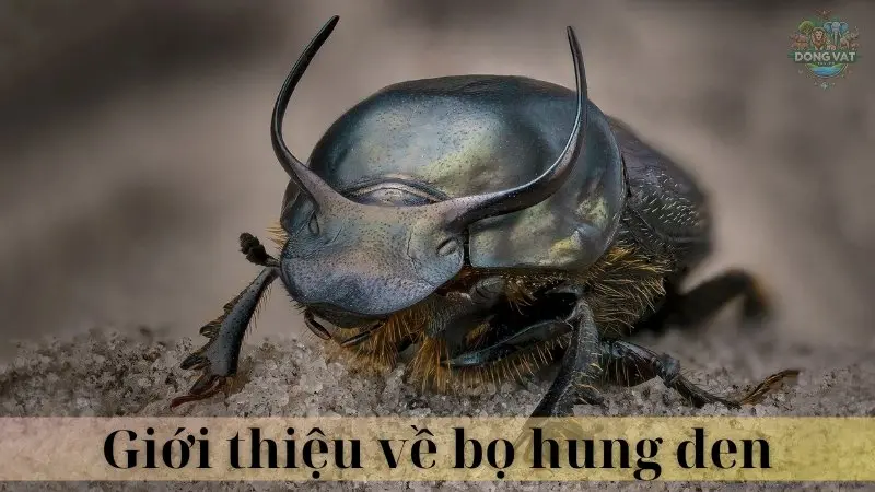 Bọ hung đen 