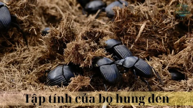 Bọ hung đen 04