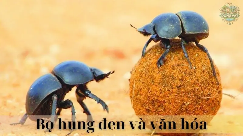 Bọ hung đen 05