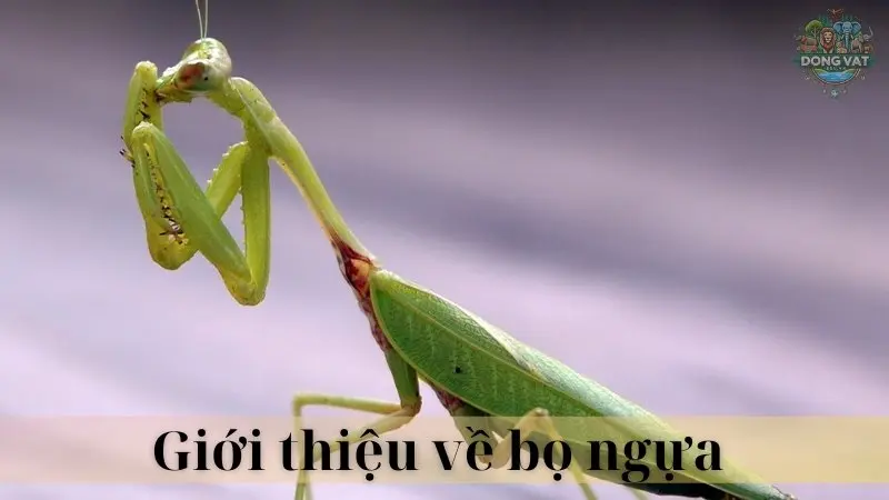 Bọ ngựa 02