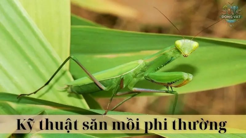 Bọ ngựa 04
