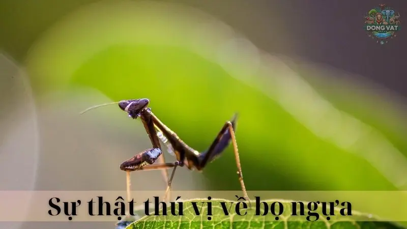 Bọ ngựa 05