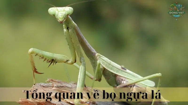 Bọ ngựa lá 02