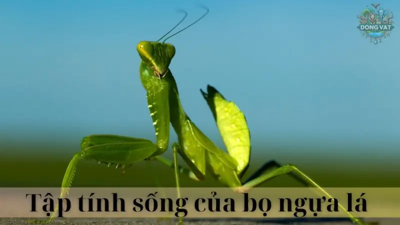 Bọ ngựa lá 03