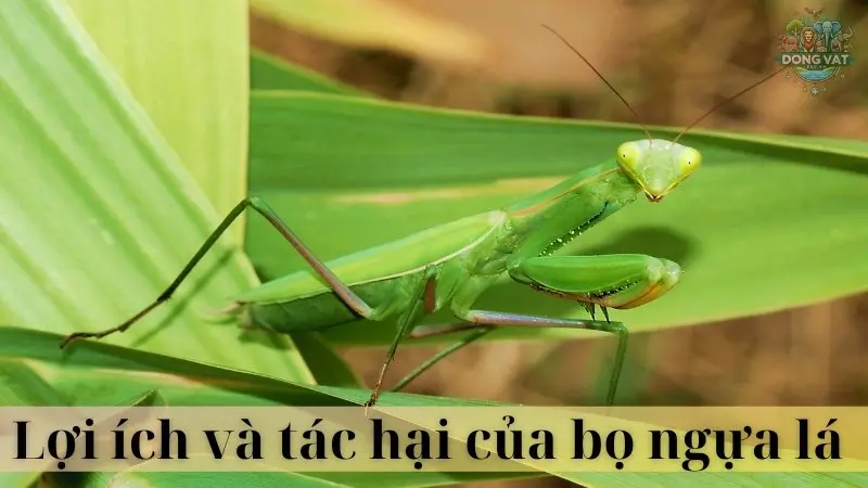 Bọ ngựa lá 04