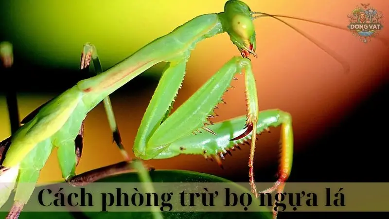 Bọ ngựa lá 05
