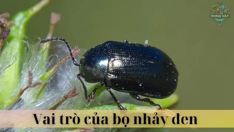 Bọ nhảy đen 04