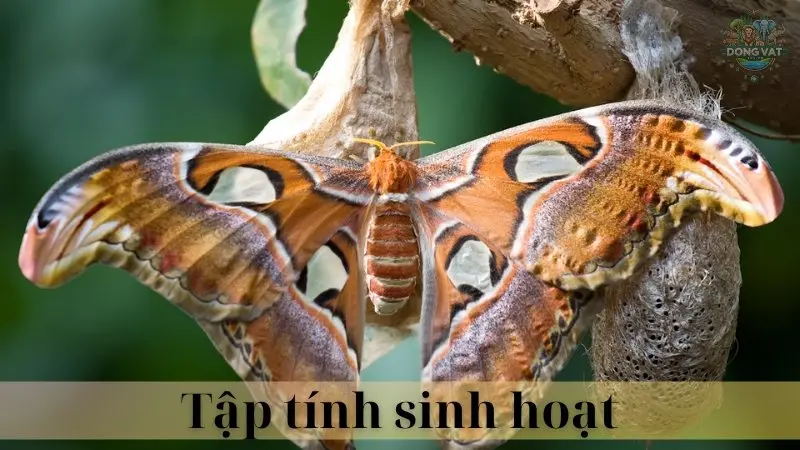 Bướm khế 03
