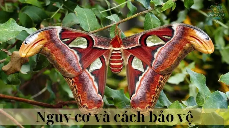 Bướm khế 06