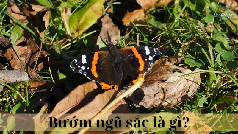 Bướm ngũ sắc 02
