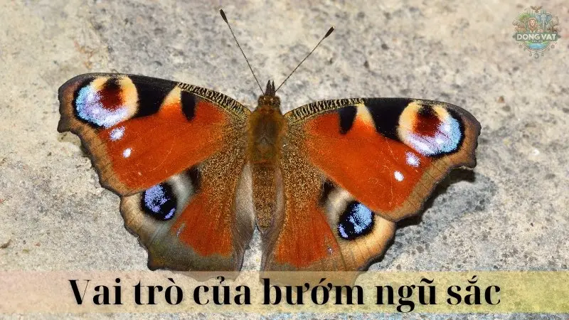Bướm ngũ sắc 03