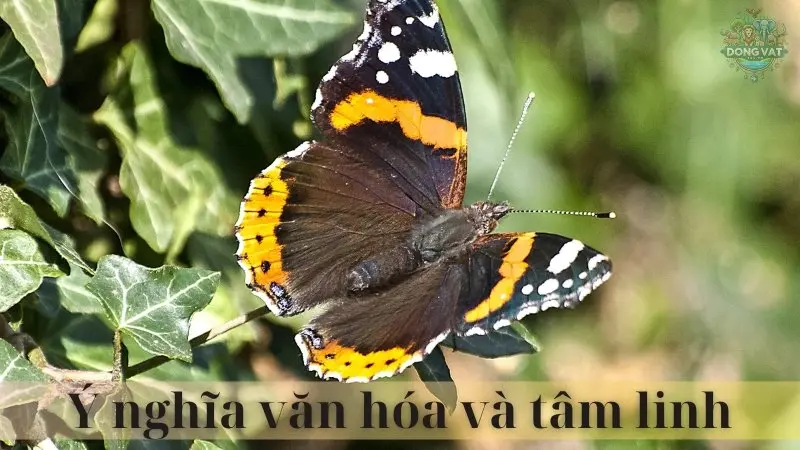 Bướm ngũ sắc 04