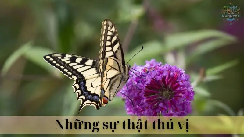 Bướm ngũ sắc 05