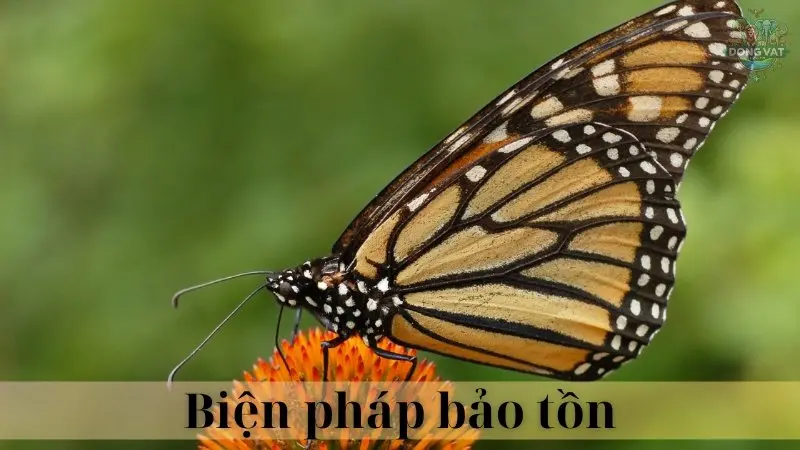 Bướm vua 06