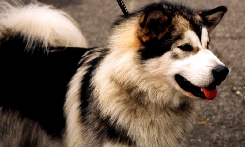 Alaskan Klee Kai có nguồn gốc từ đâu?