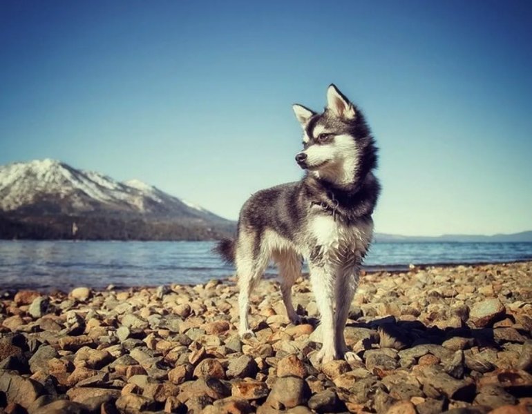 Đặc điểm của chó Alaskan Klee Kai 2
