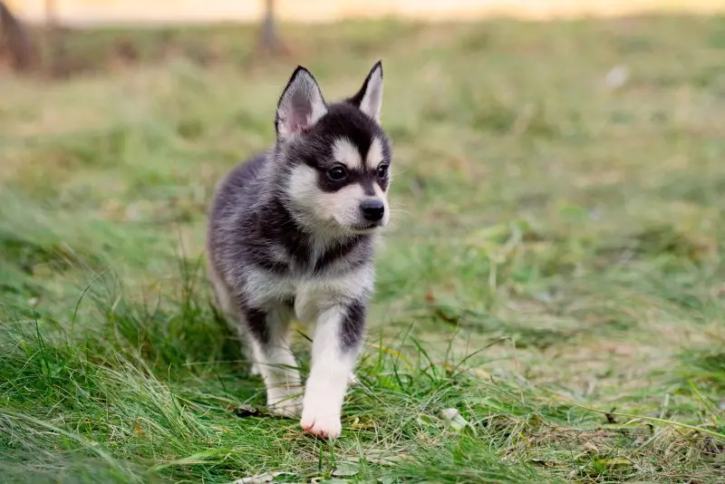 Cách chăm sóc chó Alaskan Klee Kai 2