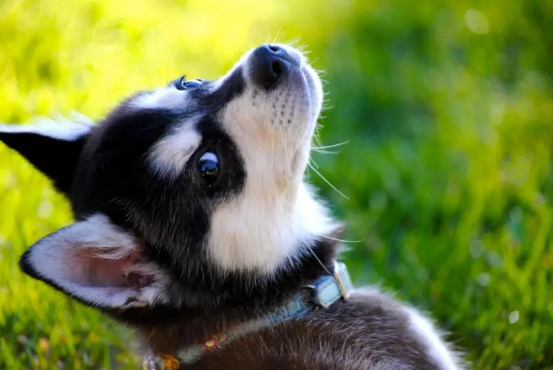 Cách chăm sóc chó Alaskan Klee Kai 3