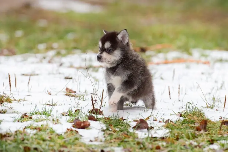 Tuổi thọ và sức khỏe của chó Alaskan Klee Kai