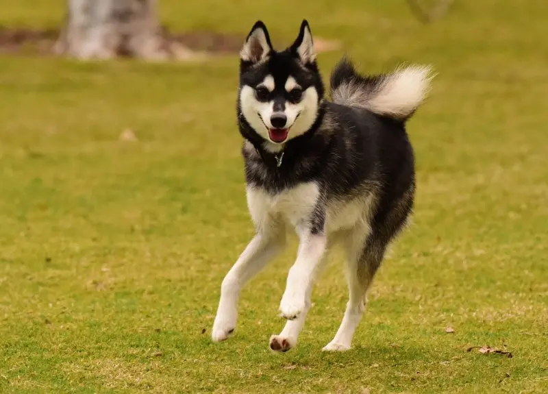 Giá bán chó Alaskan Klee Kai 