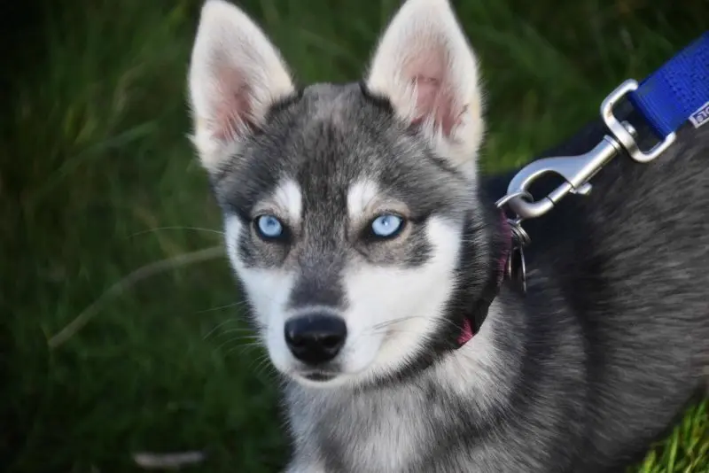 Hình ảnh chó Alaskan Klee Kai 1