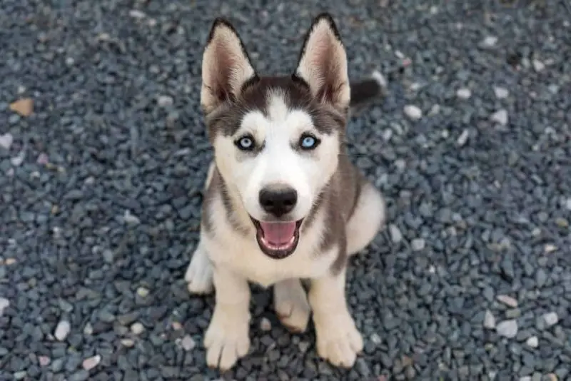 Hình ảnh chó Alaskan Klee Kai 2