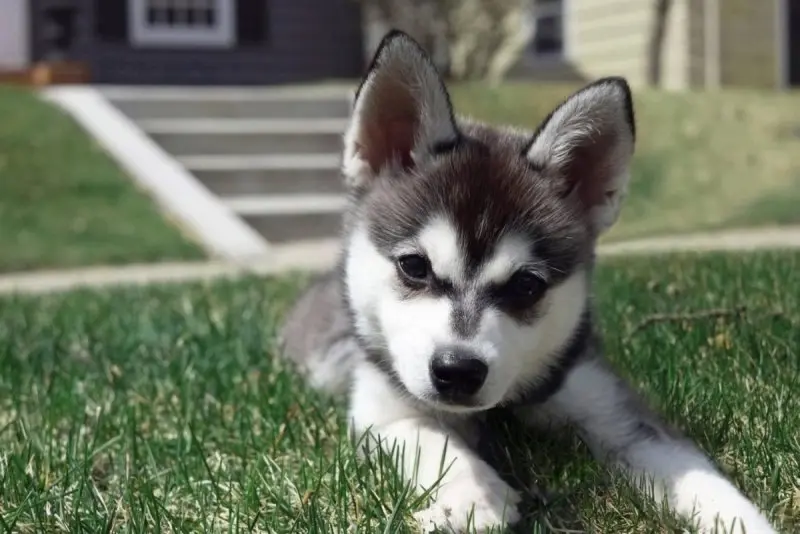 Hình ảnh chó Alaskan Klee Kai 3