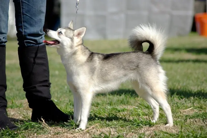 Hình ảnh chó Alaskan Klee Kai 4