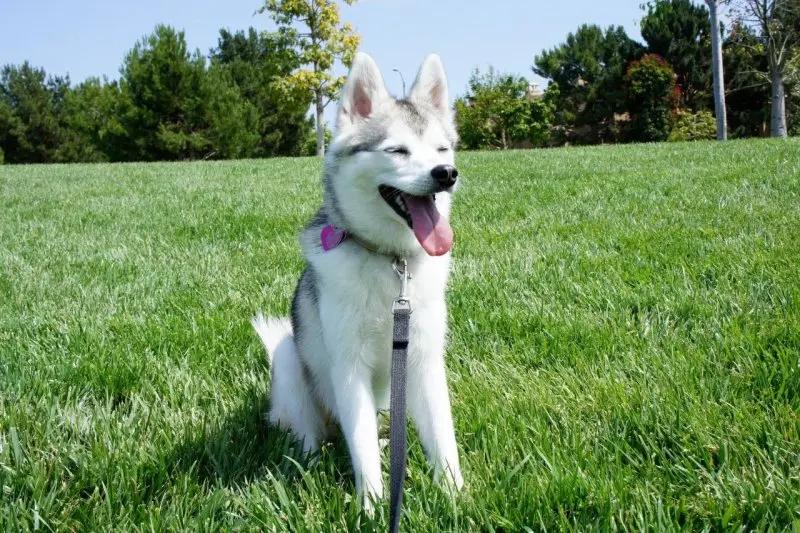Hình ảnh chó Alaskan Klee Kai 5