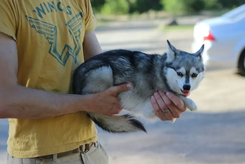 Hình ảnh chó Alaskan Klee Kai 6