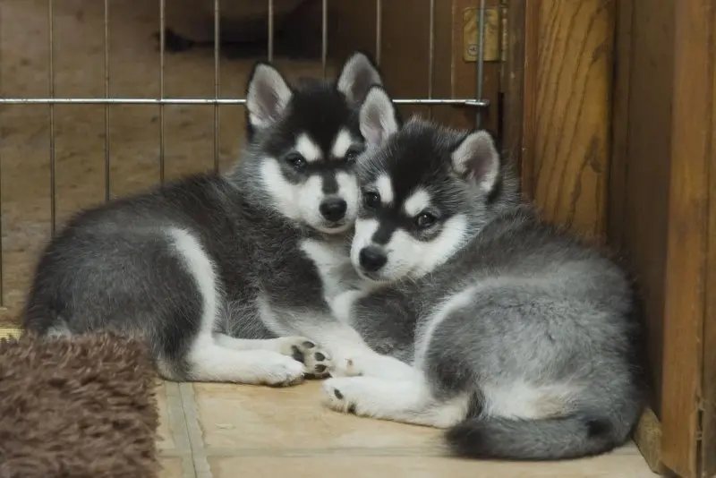 Hình ảnh chó Alaskan Klee Kai 7