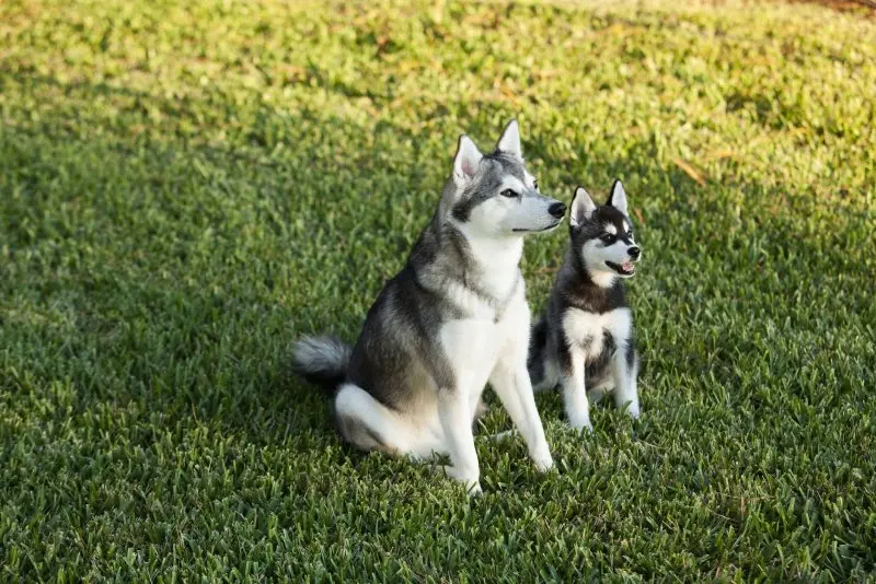 Hình ảnh chó Alaskan Klee Kai 8