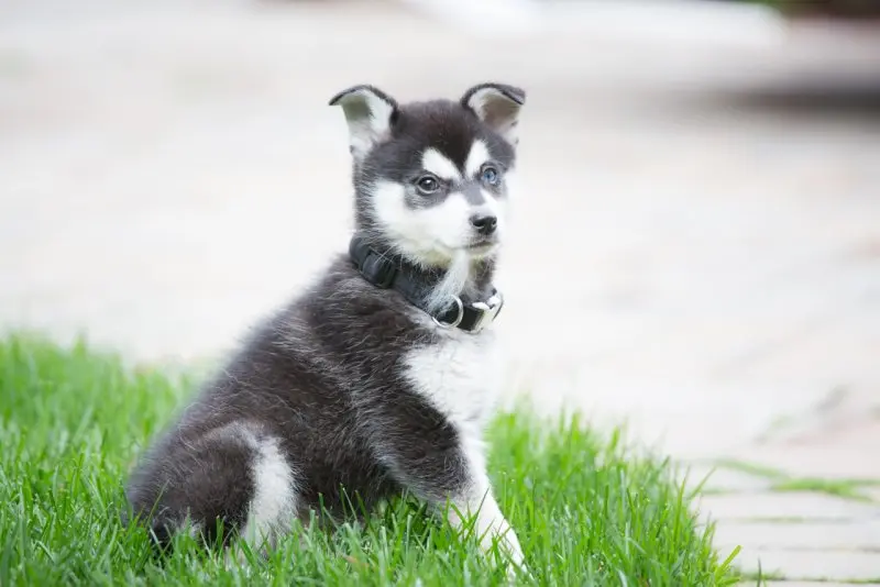 Hình ảnh chó Alaskan Klee Kai 9