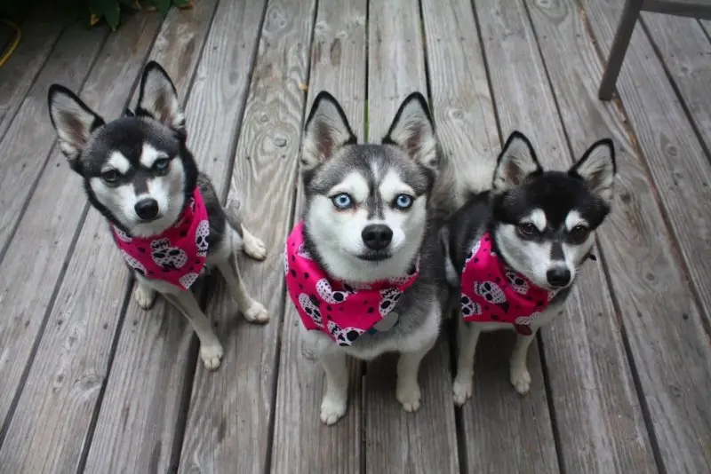 Hình ảnh chó Alaskan Klee Kai 10
