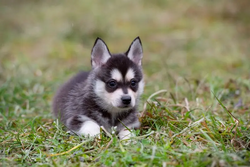 Hình ảnh chó Alaskan Klee Kai 11